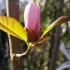 Magnolia Stellata Rosea in bud on bare branches in early Spring, Buy pink Magnolias online UK