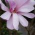 Magnolia Stellata Rosea. Pink Magnolia with profuse flowering in Spring, buy online UK