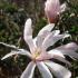 Magnolia Flowering Shrubs for sale with UK delivery. 