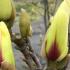 Magnolia Denudata Sunrise buds on bare stems in early Spring, a slow growing deciduous Magnolia for sale online UK