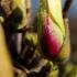 Magnolia Sunrise tree with creamy white goblet-shaped flowers and reddish-pink bases