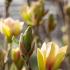 Magnolia Sunsation deciduous tree with yellow flowers