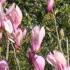 Magnolia Liliflora Nigra Susan for sale online.  UK delivery