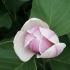 Magnolia Venus flower bud detail, buy Magnolias online with UK delivery