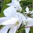 Magnolia Wadas Memory - a white flowering Magnolia in spring, for sale online UK delivery