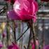 Magnolia Watermelon deciduous tree with large pink flowers