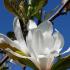 Magnolia Merrill multi-stemmed shrub for sale online UK