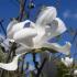 Magnolia Merrill trees to buy online, London plant centre UK