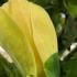 Magnolia Yellow Bird deciduous tree with yellow flowers