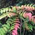 Mahonia x Media Charity leaves changing colour in Autumn, growing in a woodland setting