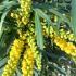 Mahonia eurybracteata Soft Caress evergreen shrub with yellow flowers