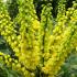 Mahonia X Media Winter Sun - for sale online at our UK plant centre