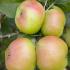 Malus Bramley Seedling pleached tree trained, perfect for above wall or fence screening with delicious apple crop in late summer, buy UK