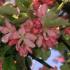 Weeping Crab Apple tree, Malus Cheals, pink blossom in Spring, buy UK