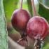 Malus Cheals Weeping Crap Apple Tree, an excellent choice for smaller gardens.