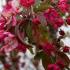 Malus Coccinella Courtarou Pleached Crab Apple Tree