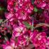 Malus Coccinella crab apple tree with pink flowers and red fruit