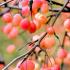 Malus Transitoria is a crab apple variety with vibrant fruits in Autumn loved by birds, buy online UK