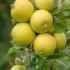 Malus Domestica Ananas Reinette Apple, an old European apple variety