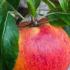 Malus Domestica Charles Ross. Standard Apple Tree for sale online with UK and Ireland delivery