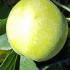 Malus Domestica Greensleeves Apple Tree Standard Trained Trees for sale online with UK delivery.