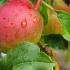 Malus Domestica Beauty of Bath Apple Tree is an early fruiting dessert apple with lots of flavour