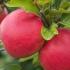 Malus Domestica Benoni Apple, a self-fertile and early-fruiting dessert apple 