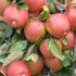 Malus Domestica Braeburn Apple trees, good sized fruit trees for sale online with UK delivery.