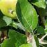 Malus Domestica Bramleys Seedling Apple Trees to buy online with UK and Ireland delivery.