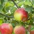 Malus Domestica Delcorf Apple (synonymous Delbar Estival) mid-season mid-sized dessert apple tree producing pretty blossom & heavy crops of sweet crisp apples