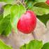 Malus Domestica Discovery. Fan Trained Apple Trees Discovery buy online UK delivery