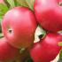 Malus Domestica Discovery Apple Trees, an excellent early dessert apple variety reliably producing large tasty red apples.