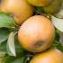 Malus domestica Egremont Russet Standard Apple Tree for sale online, buy UK delivery.