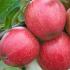 Malus Domestica Elise or Apple Elise, a  Low Allergenic Apple Variety