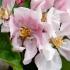 Malus Domestica Fiesta Apple, pretty pink to white spring blossom