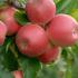 Malus Domestica Gala Must Apple, a variety with many names, originating in New Zealand and named after a royal visit. Apples are sweet, crisp and juicy.