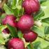 Malus Domestica Gloster Apple is a late season dessert apple tree also used for cooking. Apples are sweet and crisp with an attractive dark flushed red colour