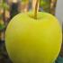 Malus domestica Golden Delicious apple tree with yellow apples