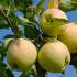 Malus Domestica Golden Delicious Apple tree, produces a heavy Crop greenish-yellow apples