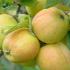 Malus domestica Golden Pearmain Apple produces a good crop of apples