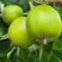 Malus Domestica Granny Smith Apple Trees, regularly producing a heavy crop of crisp green fruit