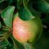 Malus Domestica Ontario Apple Trees - a late season dual purpose (cooking & dessert) apple tree. 