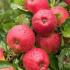 Malus Domestica Pilot Apple, late season dessert apple tree with low susceptibility to disease producing good crop of sweet & fruity apples in mid October.