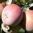 Pink Lady apple trees for sale online with UK nationwide delivery. Malus Domestica Pink Lady