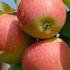 Malus Domestica Pinova Apple, a late-season dessert apple tree producing a prolific crop of juicy fruit with red flushed skin ready for picking mid October