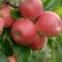 Malus Domestica Royal Gala. Royal Gala Apple Trees for sale online with UK delivery.