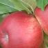  Malus Domestica Santana Apple Tree, pretty blossom and fruit red flushed over green-yellow