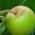 Malus Domestica Spartan Apple, a late season dessert apple producing a good crop of mainly deep red apples