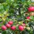 Malus Domestica Starks Earliest Apple, early season dessert apple