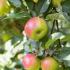 Malus Domestica Sweet Caroline Apple, a late season dessert apple tree cross of Golden Delicious X McIntosh